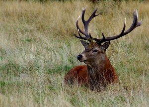 Red stag. Mthyic game of Hungary